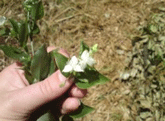 Wandering-Jew