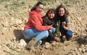 Australians planting in the Ramot Forest Photo: Tania Susskind
