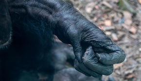Researchers race to crack the code of animal communication with AI