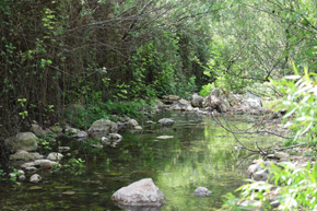 Scientists warn climate predictions may misjudge forest carbon absorption