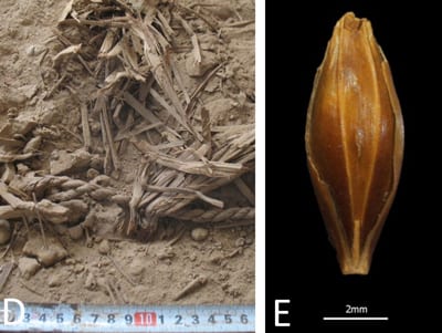 Figure_1_Pflanzliche_Ueberreste