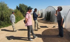 At the Arava greenhouse Photo: Tania Susskind