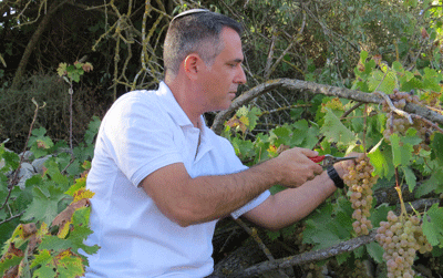 Dr Drori checks the grapes